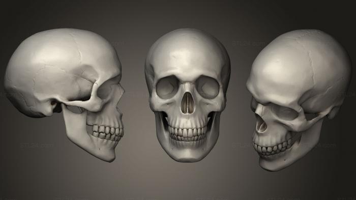 ЧЕРЕП 3D